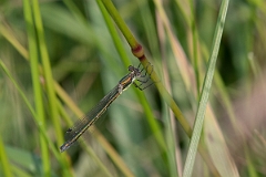 David Plant Photography - Wildlife Photography - Scarce emerald damselfly - M